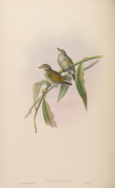 Vivia innominata = Picumnus innominatus de John Gould